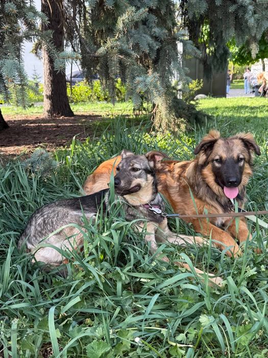 Песики, собаки, Київ, щукають родину, безкоштовно