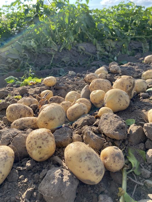 Ziemnaki jadalne GALA VINETA LILLY