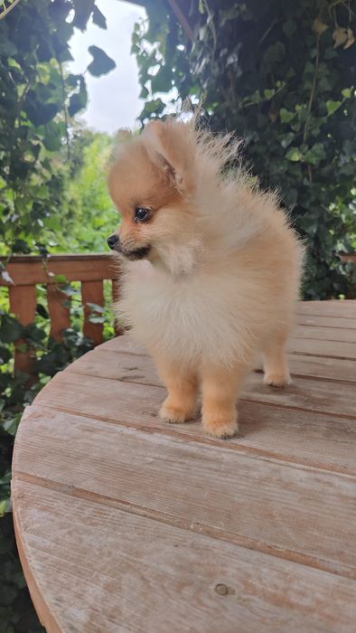 Pomeranian rozm XS Szpic Miniaturowy ZKwP/FCI