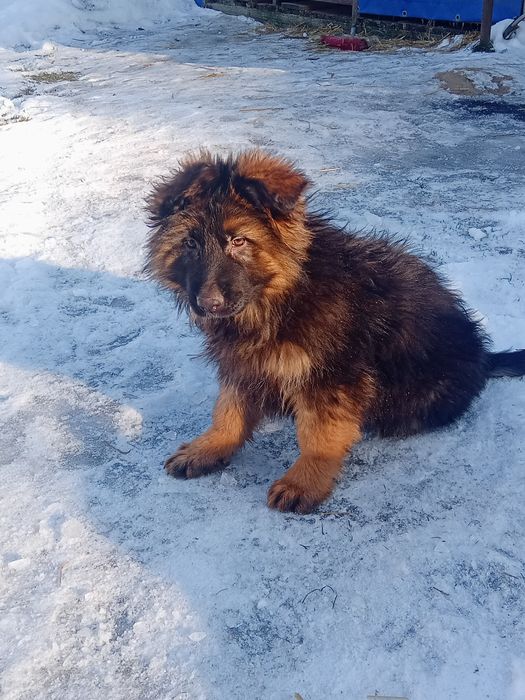 Owczarek niemiecki długowłosy suka