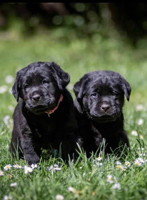 Labrador Retriever - suczka , ZKwP /FCI