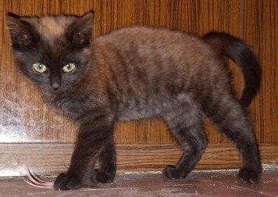 Trzymiesięczna Mrunia czeka na drugą szansę na życie