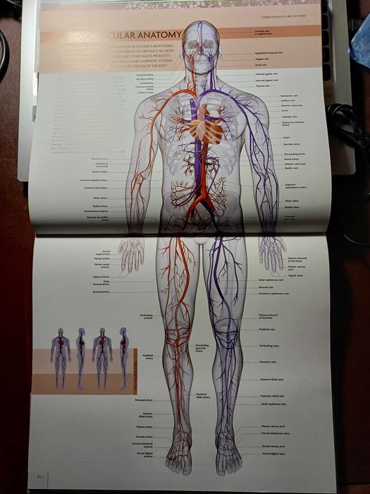 The human body book + DVD