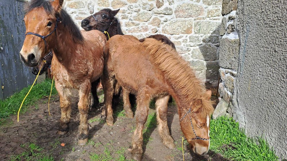 Poldros breton de 2025