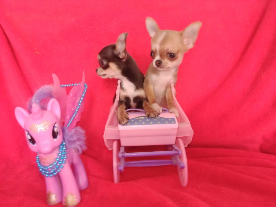 Беби фейс мини размер мальчики