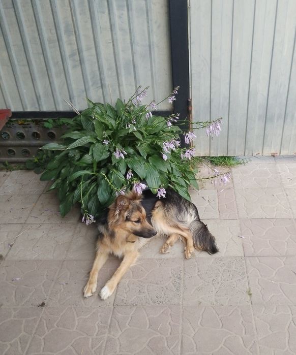 Собака цуценя метис вівчарки