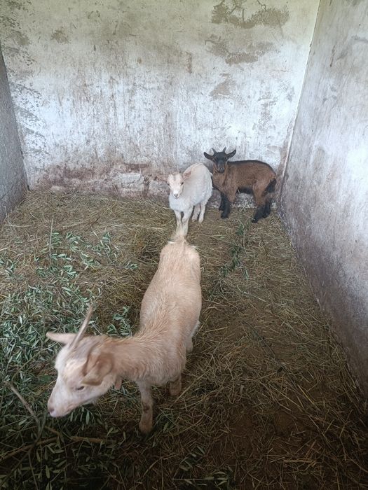 Vendo Cabras anãs