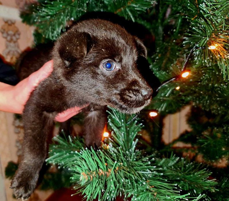 Віддам песиків в добрі руки.