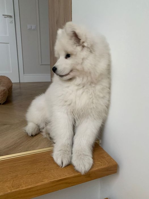 SAMOYED  ZKwP FCI  plany hodowlane na 2026