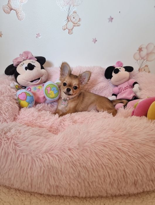 Chi Fêmea mini  pêlo longo c tds as vacinas  Pedigree e afixo