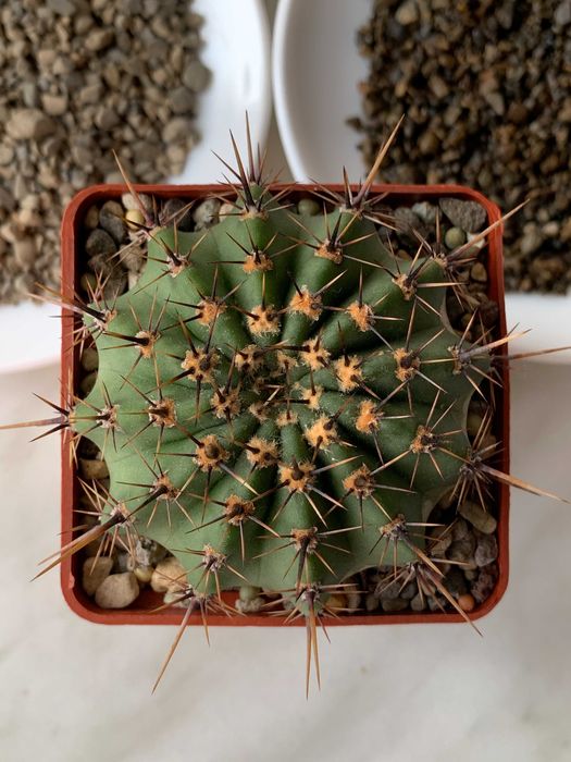 галька річна  1-3.5мм/акваріумний грунт/субстрат для кактусів