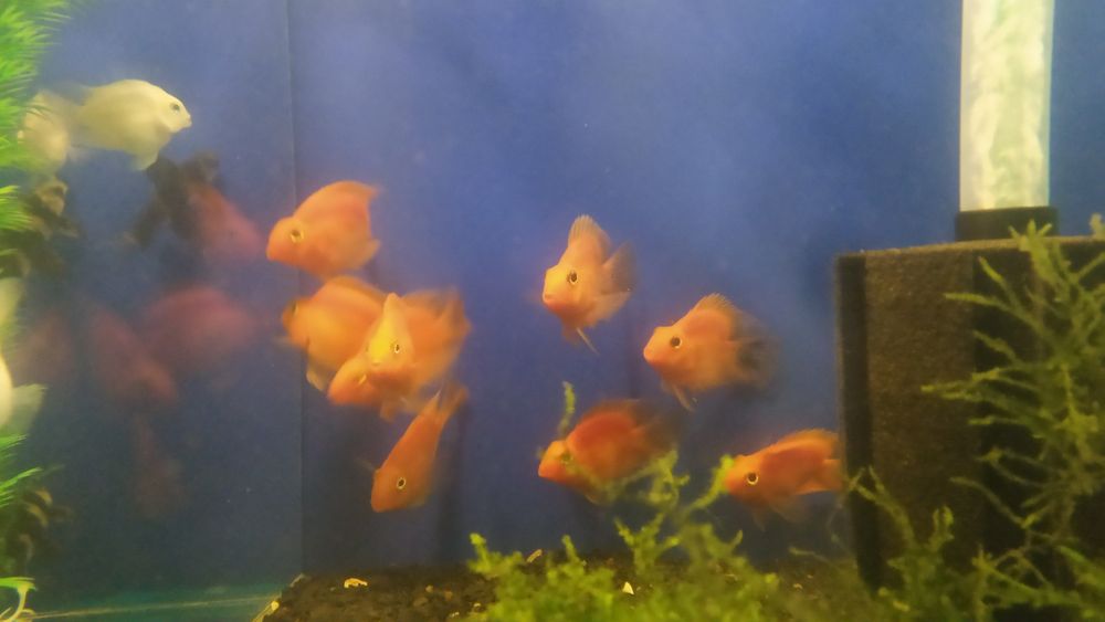 Аквариумные рыбки, мирные и неприхотливые, экзотические рыбки