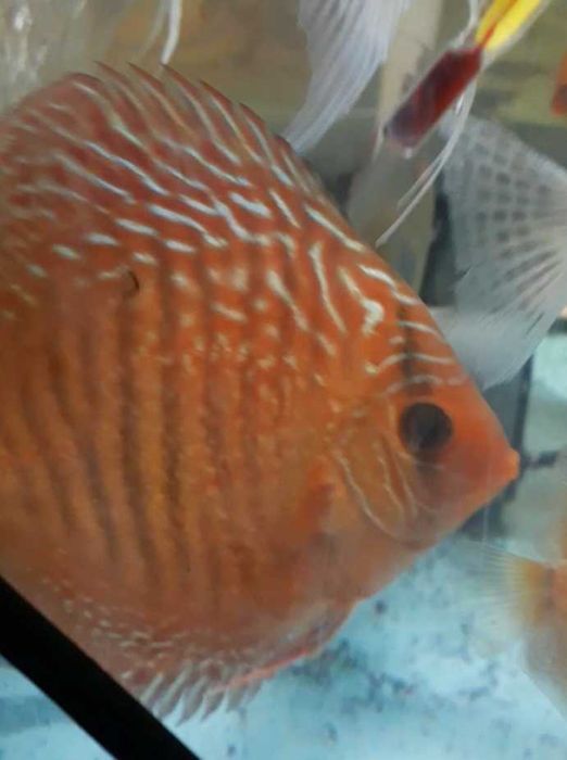 Дискусы разные породы и размеры, экзоты, боции и много разных рыбок