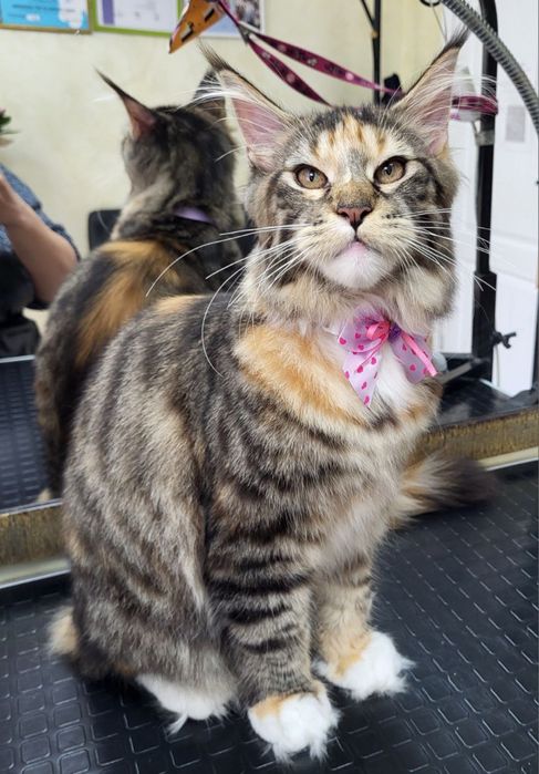 Грумінг котів( без бриття)