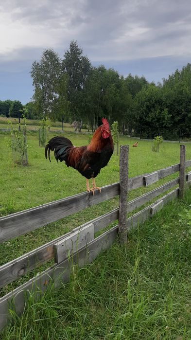 Koguty Rosa 6-cio miesięczne