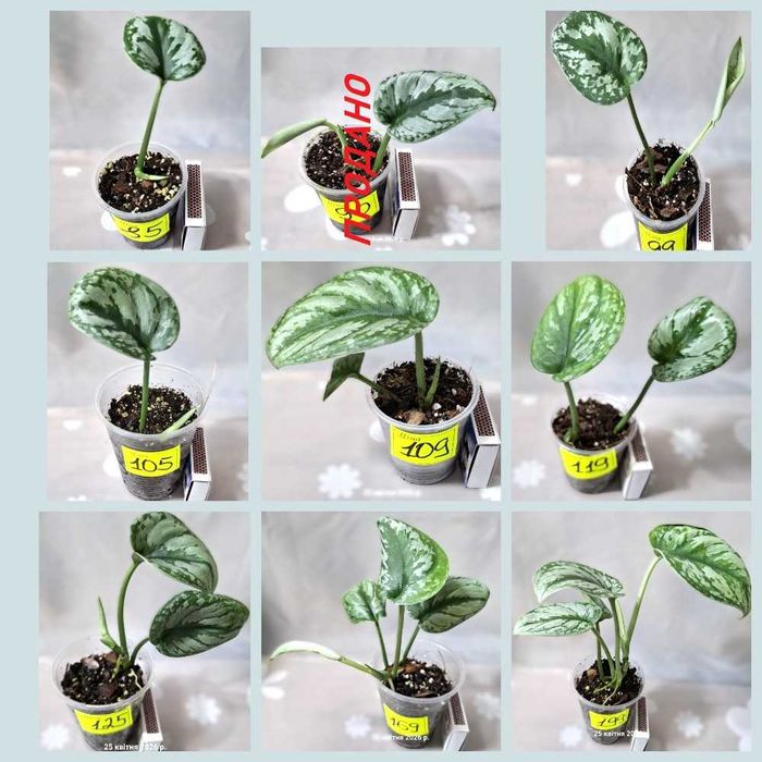 ‼️Колекція епіпремнумів/сциндапсусів