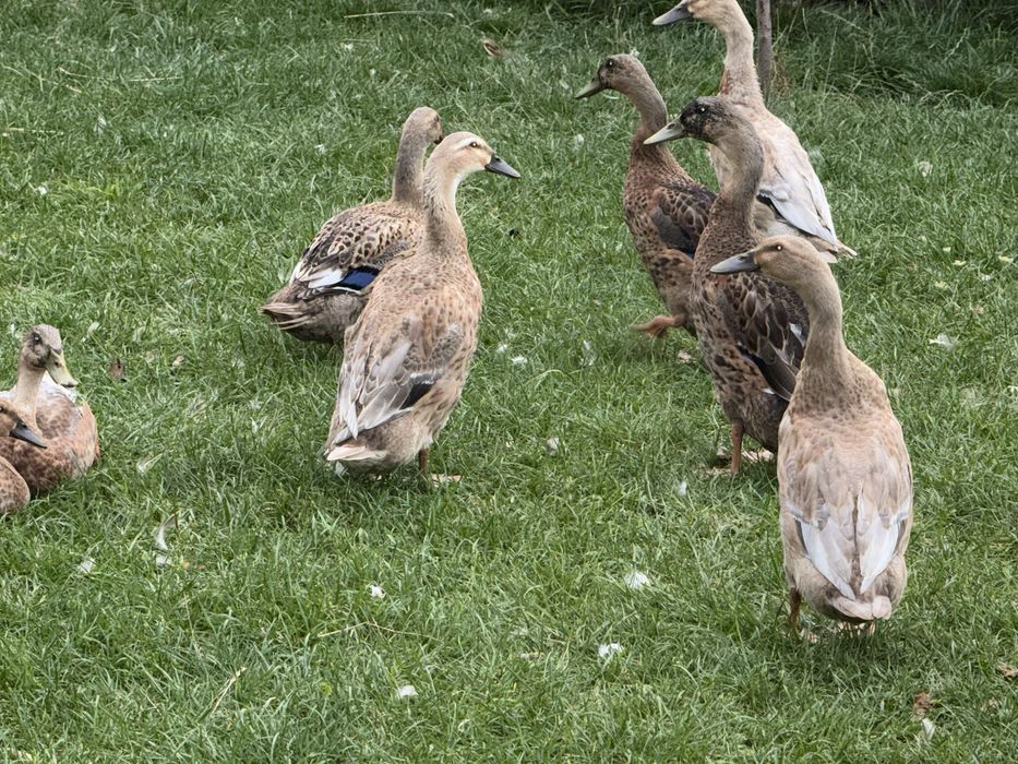 Kaczki biegusy indyjskie