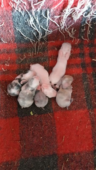 Vendo coelhos anões acabadinhos de nascer ou com 2 meses