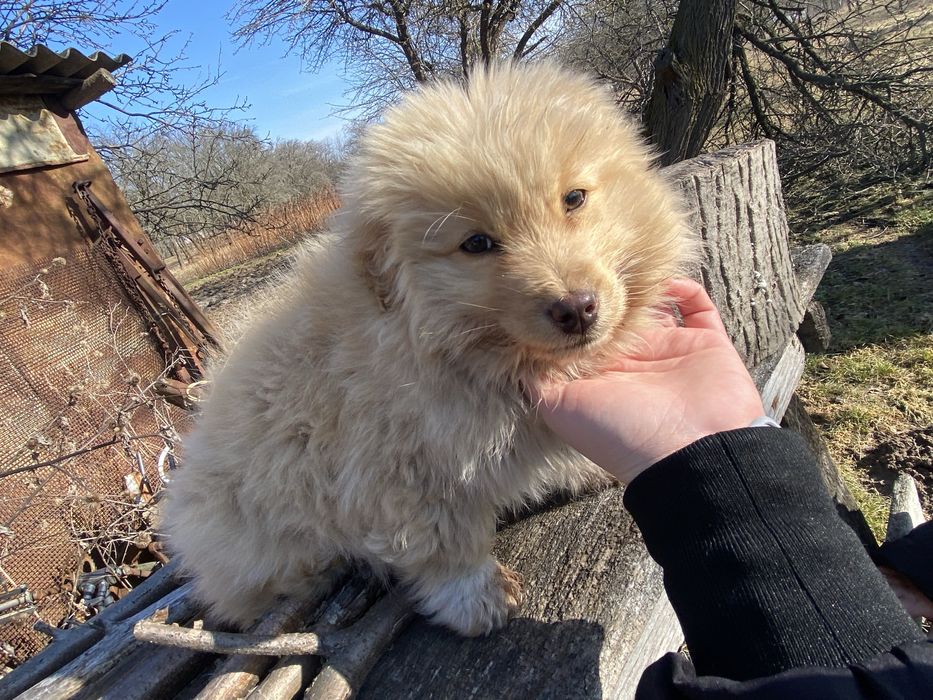 Віддам, собачку, хлопчика, вік 3 місяці