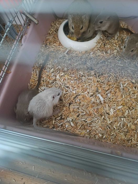 Myszoskoczki oddam w dobre ręce za darmo myszoskoczek