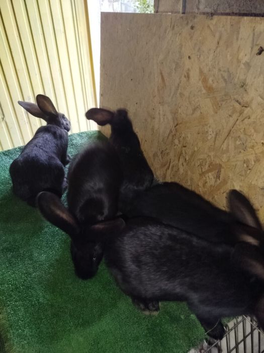 Coelhos cruzados Gigantes borboleta pretos