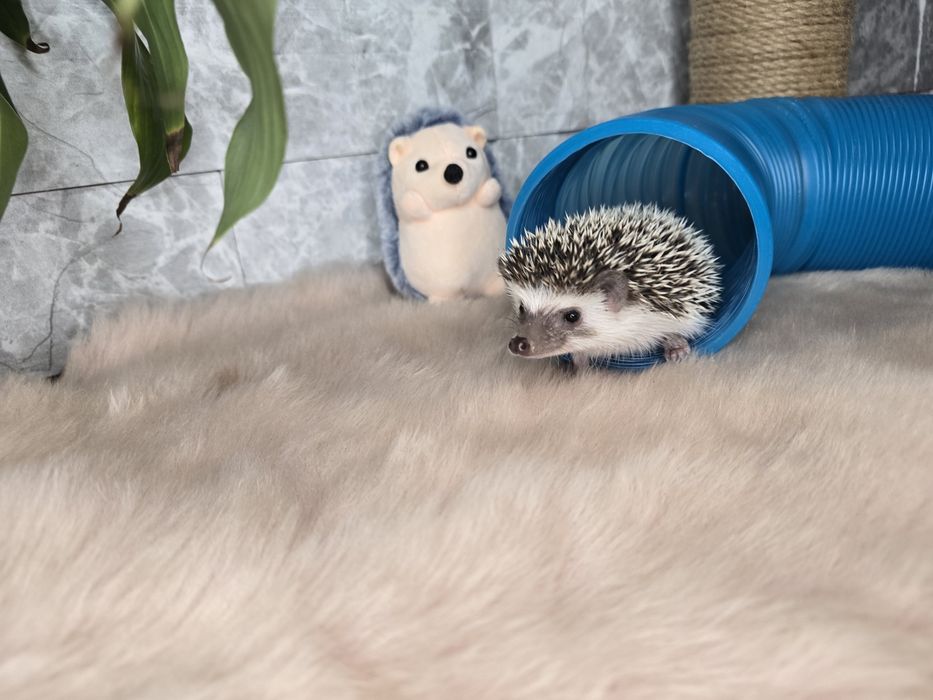 Afrykański jeż pigmejski