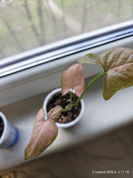 Syngonium Regina Red