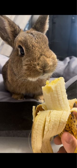 Oddam króliczka za darmo