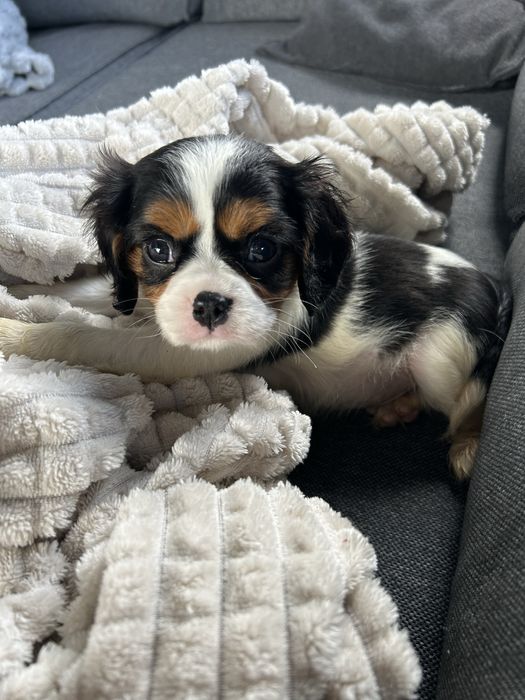 Piesek tricolor Cavalier King Charles Spaniel