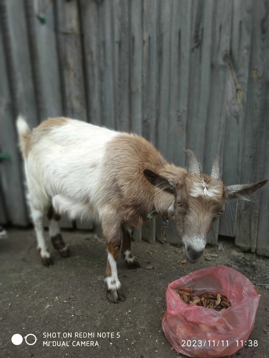 Козочка молоденька