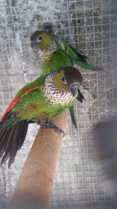 Pyrrhuras rupicola