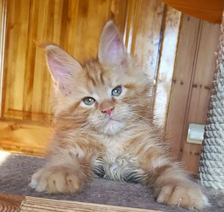 Шикарные детки мейн-кун на продажу