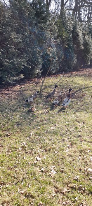 Kaczorki biegusa indyjskiego