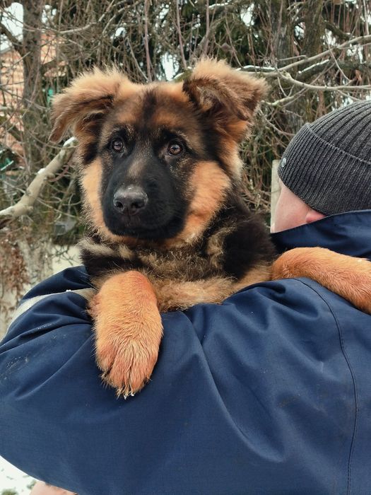Довгошерстні цуценята німецької вівчарки
