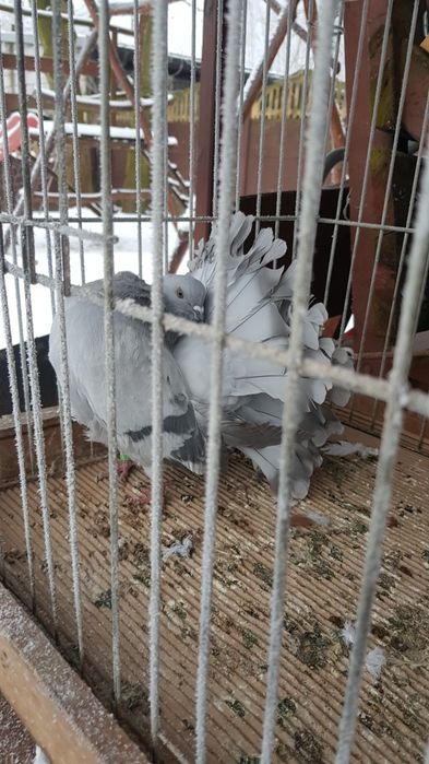 Gołąb Pawik srebrny samczyk