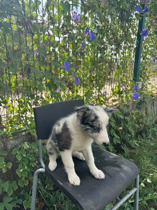 Menina Border Collie Merle Linda