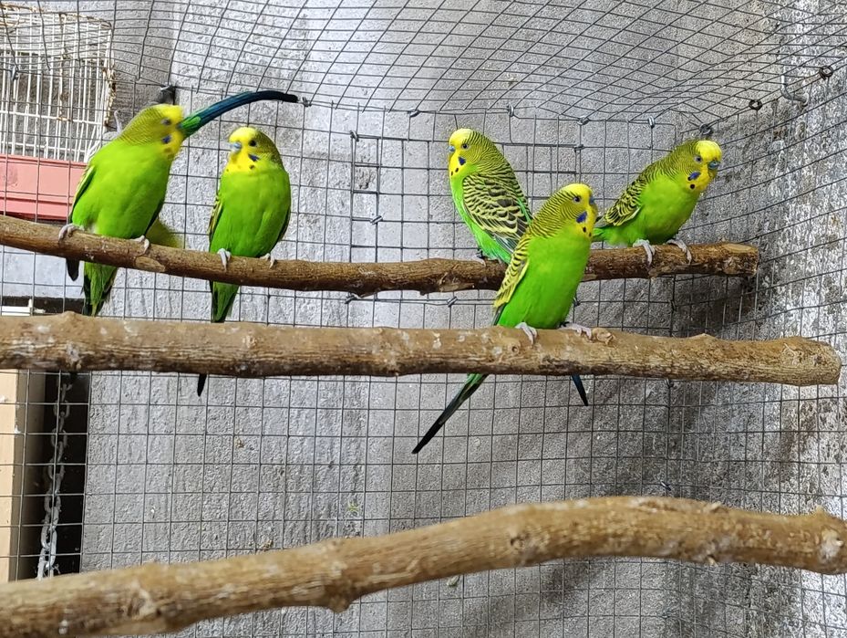 Periquitos Australianos *Machos*