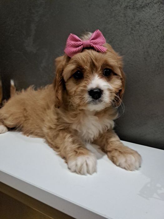 Cavapoo urocza dziewczynka