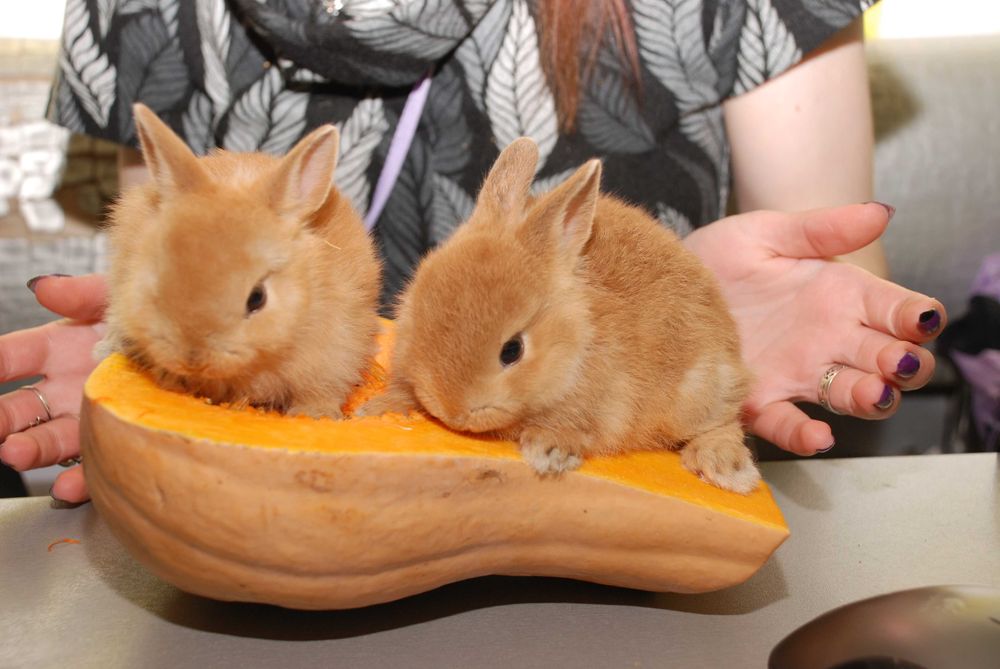 MiniLop карликовий коротковухий нідерландський кролик супер міні