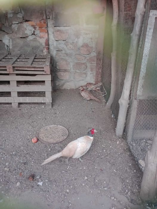 Kogut bażanta bażanty łowne