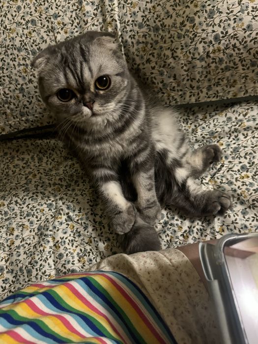 Перетримка собак/котів