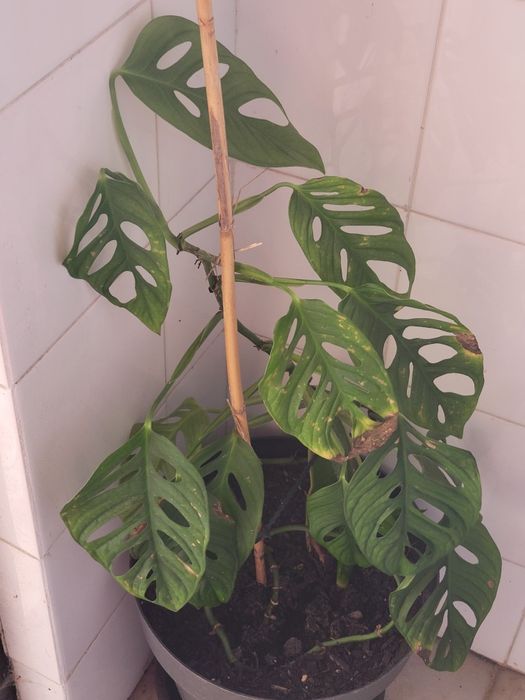 Mosntera trepadeira "adansonii"