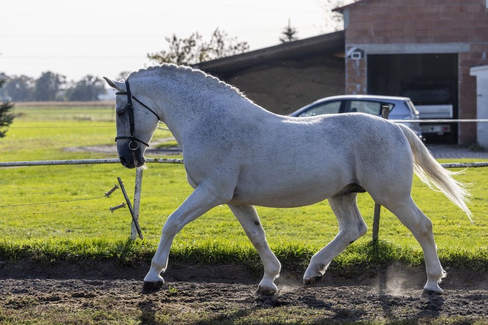 Stanówka Ogierem Śląski Master