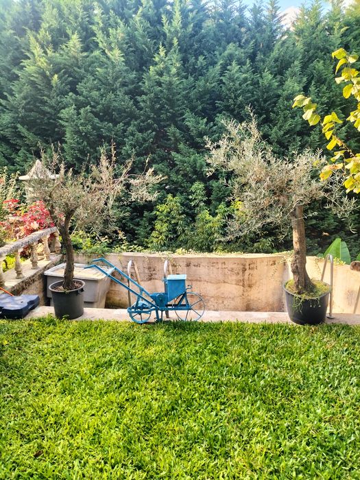 jardineiro renovações limpeza e manutenção jardim
