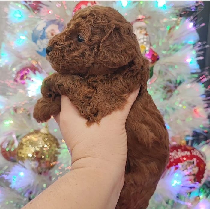 Хлопчик Марсель чекає люблячу родину