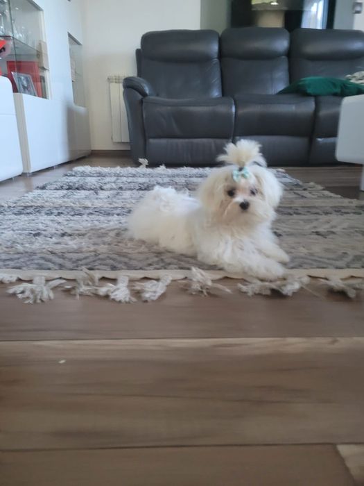 Uroczy piesek maltipoo F1