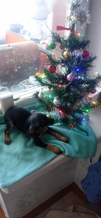 Дівчинка породи той тер'єр