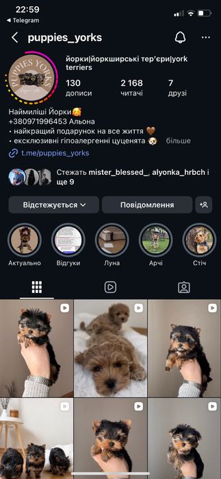 Маленький красень міні йорк