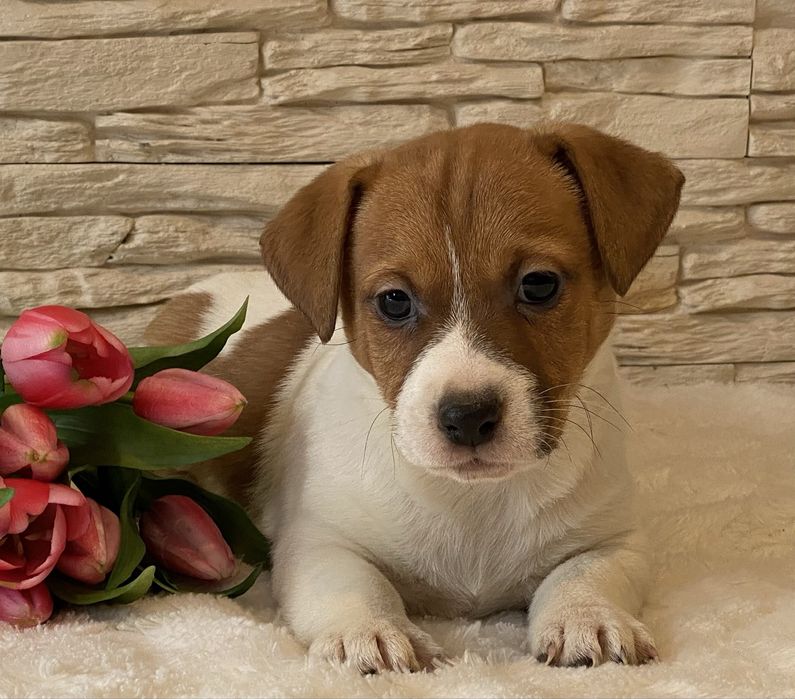 Chłopiec Bursztyn Jack Russell Terrier