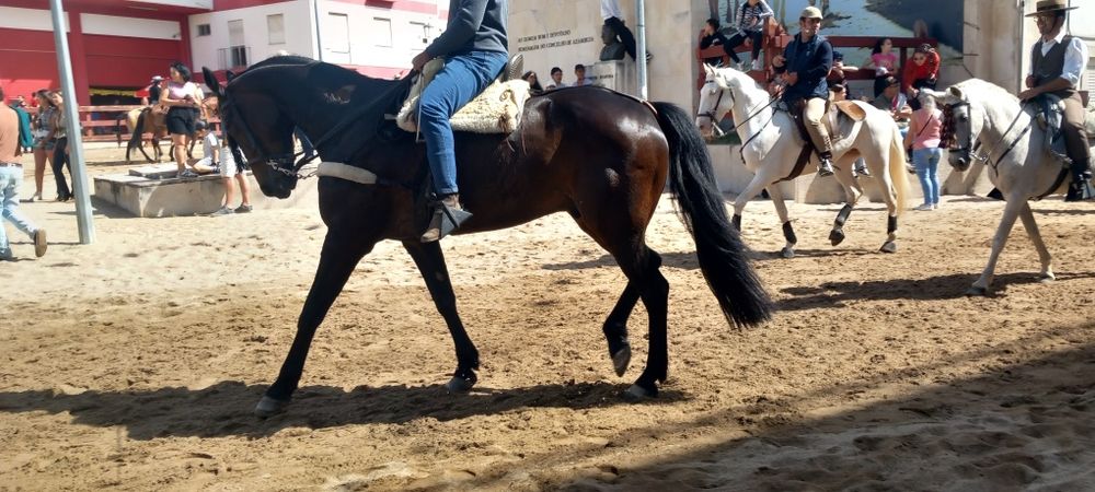Cavalo grande castrado ideal para crianças